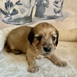 Dachshund Puppies from Crème of the crop Dachsunds