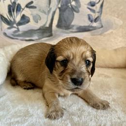 Dachshund Puppies from Crème of the crop Dachsunds