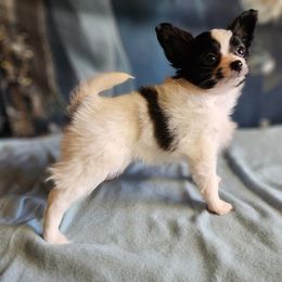 Companion Cross, Papillon, and Pomeranian Puppies from Lovely Ladies and Little Asses Miniature Equines (L3A Pomeranians & Papillons)
