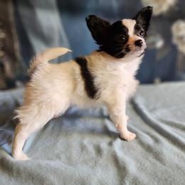 Companion Cross, Papillon, and Pomeranian Puppies from Lovely Ladies and Little Asses Miniature Equines (L3A Pomeranians & Papillons)