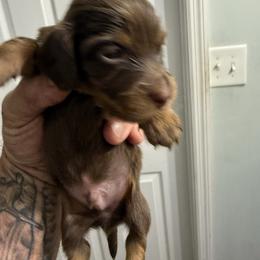 Boy 1 - Chocolate and tan male Dachshund puppy in Paisley, Florida from Pantheon Dachshunds
