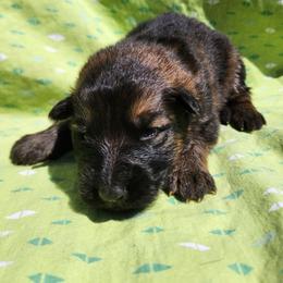 Fender - Sable male German Shepherd puppy in Los Lunas, New Mexico from Mali's German Shepherds LLC