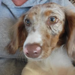 Tink - Dachshund