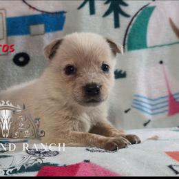 Eros - Red speckled male Australian Cattle Dog puppy in Silsbee, Texas from Rockin ND Ranch