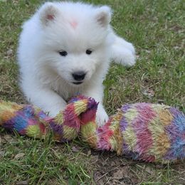 Samoyed Puppies from Limelight Samoyeds