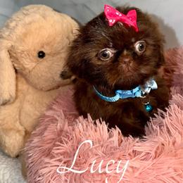 Girl 2 - Chocolate female Shih Tzu puppy in Ocala, Florida from Mimi's Shih-tzus of Ocala