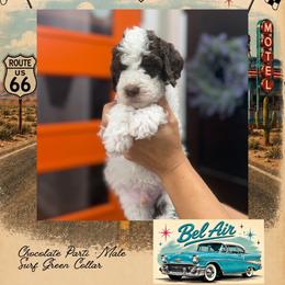 Bel Air - DallasTX - 4,000 - Chocolate male Goldendoodle puppy in Garland, Texas from Twilight Doodles