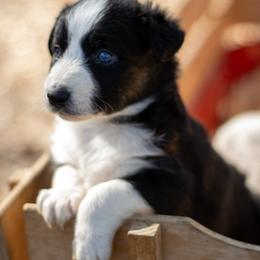 Selina - Black tri-color female Australian Shepherd puppy in Yulee, Florida from Towkach Mini Ranch