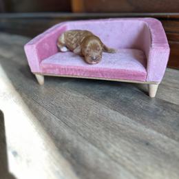 Reba - Red female Cavapoo puppy in Thorndale, Texas from Hattie’s Texas Cavapoos