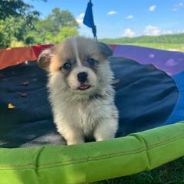 Green - Red male Pembroke Welsh Corgi puppy in Pilot, Virginia from Katie's Corgis - VKM Farmstead