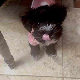 Miniature Schnauzer Puppies from Blue Ribbon Schnauzers
