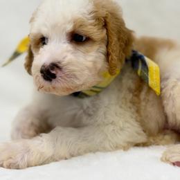 Ducky - Red male Bernedoodle puppy in Hegins, Pennsylvania from Bubbling Springs Doodles, LLC