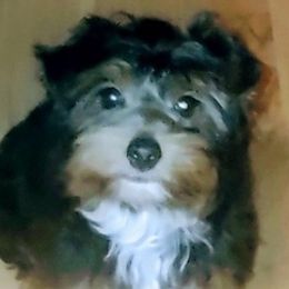 Yorkshire Terriers from Little Yorkies