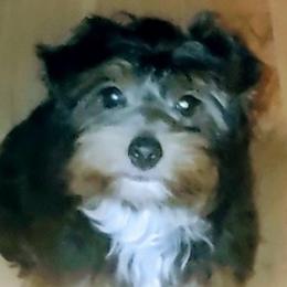 Yorkshire Terriers from Little Yorkies