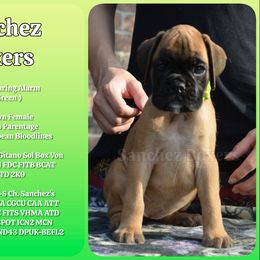 Neon Green Collar - Fawn female Boxer puppy in Spring, Texas from Sanchez Boxers