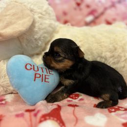 Yorkshire Terrier Puppies from Galaxy Kennel