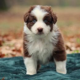 Australian Shepherd Puppies from Circle P Farm