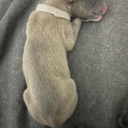 Boy 3 - Blue fawn male Greyhound puppy in Cedar Glen, California from Hook Creek Farms