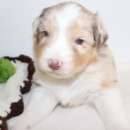 Olive - Red merle male Australian Shepherd puppy in Colorado from Firestone Australian Shepherds