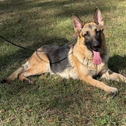 Jane - German Shepherd