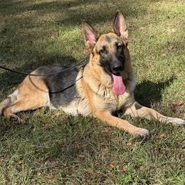 Jane - German Shepherd