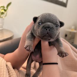 French Bulldog Puppies from River City Frenchies