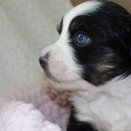 Miniature Australian Shepherds and Toy Australian Shepherds from Longo's Little Aussies