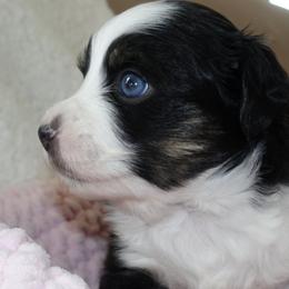 Miniature Australian Shepherds and Toy Australian Shepherds from Longo's Little Aussies
