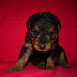 Liberty - Black and tan female Welsh Terrier puppy in Draper, Virginia from Shady Oaks WFT