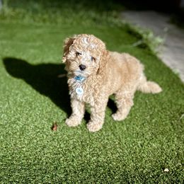 Australian Labradoodle, Bernedoodle, Cavapoo, and Poodle Puppies from Walk with Me Doodles