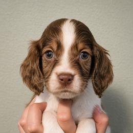 Biscotti - Liver and white male English Springer Spaniel puppy in Fort White, Florida from Thunderbird Springers