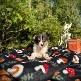Vessel - Tri-color male Border Collie puppy in Alexander, Maine from High Velocity Stockdogs