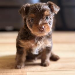 Yorkshire Terrier puppies from The Yorkie House