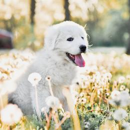 Border Collie and Maremma Sheepdog Puppies from 2J 2K Border Collies & Maremma Sheepdogs