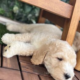 French Bulldog and Poodle Puppies from KAI Kennels