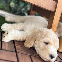 French Bulldog and Poodle Puppies from KAI Kennels