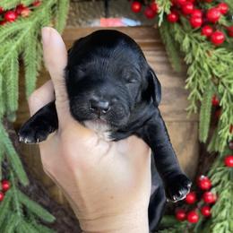 Pine - Black and white female Bernedoodle puppy in Superior, Arizona from Mountain Bridge Doodles