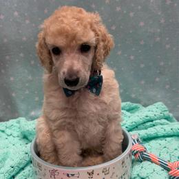 Red - Apricot male Poodle puppy in Sedro Woolley, Washington from Best Friend Poodles