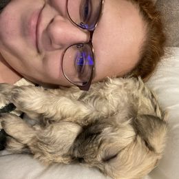 Schnoodle Puppies from Noodle Tings Puppies