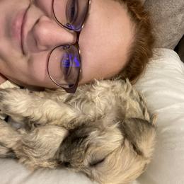 Schnoodle Puppies from Noodle Tings Puppies