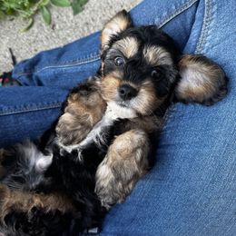 Fern - Tri-color male Cavapoo puppy in Battle Lake, Minnesota from Panda Puppies