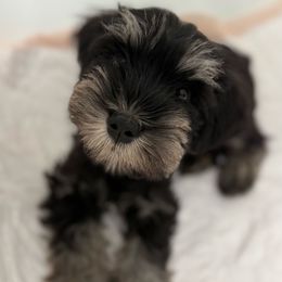 Jet - Black and silver male Miniature Schnauzer puppy in La Mirada, California from SchnauzersRus