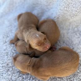 Boy 3 - Golden male Golden Retriever puppy in Salt Lake City, Utah from Deseret Peak Goldens