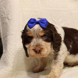 English Springer Spaniel Puppies from Mossy Creek Springers