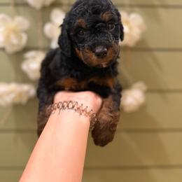 Cashew - Phantom male Bernedoodle puppy in Ocala, Florida from Bernedoodles of Florida
