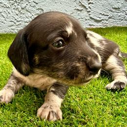 Black and silver dapple boy - Dapple male Dachshund puppy in Orlando, Florida from Weiner Wunderland of Central Florida