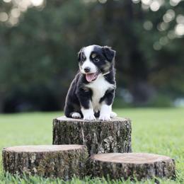 Gabel - Black tri male Miniature Australian Shepherd puppy in White Oak, Texas from Triple Lake Ranch Miniature Australian Shepherds