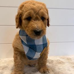 Black Collar Boy - Red male Bernedoodle puppy in San Augustine, Texas from Vintage Doodles