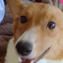 American Corgis and Pembroke Welsh Corgis from Angelique Brooks