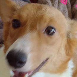 American Corgis and Pembroke Welsh Corgis from Angelique Brooks